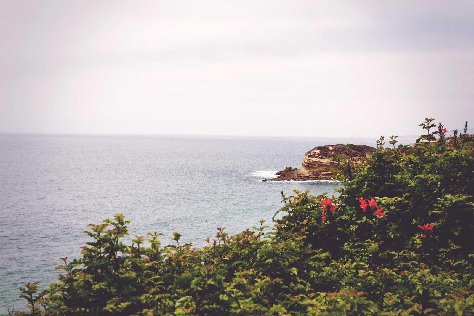 Wildflowers above the sea
