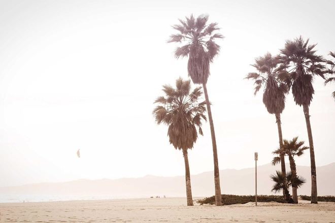 Palm trees by the shore